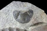Three Devonian Ammonites (Anetoceras) with Four Trilobite Heads #87250-6